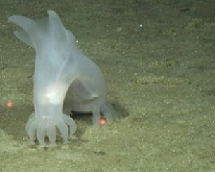 Sea cucumber nearly 3 miles deep (5000 meters). Credit: Deep CCZ Project
