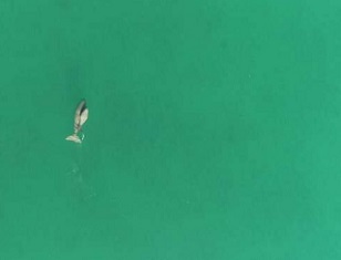 Dugong mother and calf photographed by research drone. Credit: Murdoch University