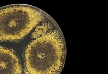 A culture of Eurotium herbariorum fungus, often retrieved from ocean-floor sediments.Credit: Tom Kleindinst/Woods Hole Oceanographic Institution (WHOI)