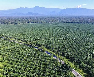 Palm oil plantations in Indonesia. Credit -  Putu Artana/Alamy
