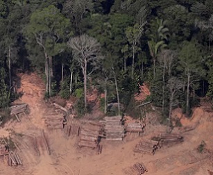 Nearly half of the world’s rainforests have been destroyed since the 1960s. Image: REUTERS/Ueslei Marcelino