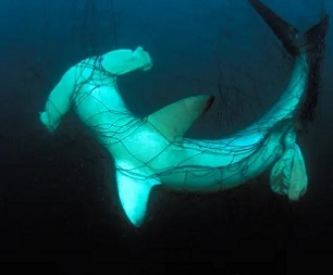 Sharks, whales and turtles often get caught in drift nets. Photograph: Mark Conlin/Universal Images Group
