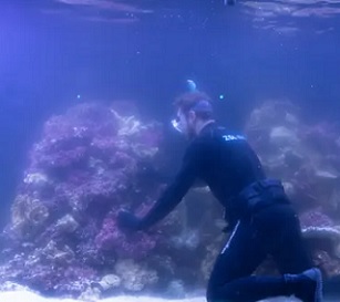 Jeremy Simmons, London Zoo’s senior aquarist, puts coral into the Tiny Giants’ main tank. Photograph: Antonio Olmos/The Observer