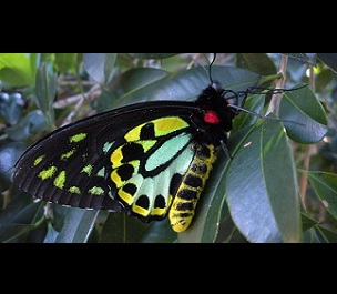 The richmond birdwing butterfly is one of the species found on the protected site at Currumbin Valley. Credit - www.abc.net.au