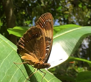 The Mariana eight-spot butterfly is shown in the Guam National Wildlife Refuge's Ritidian Unit. Photo - U.S. Fish and Wildlife Service