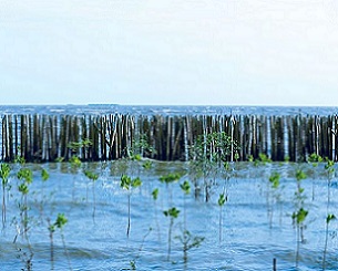 A bamboo fence protects a young, replanted mangrove forest from the tempestuous sea. Image from Shutterstock via IUCN.