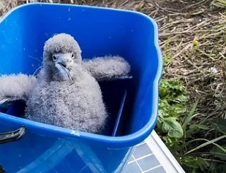  A Hutton’s shearwater chick rescued by a volunteer army in Kaikoura Photograph: Supplied/ Hutton's Shearwater Charitable Trust