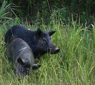 Feral Pigs in Hawaii. Credit - https://www.hawaiinewsnow.com/