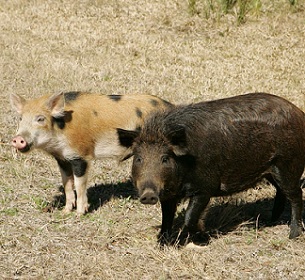 Feral pigs. Credit - Hillebrand Steve, U.S. Fish and Wildlife Service 