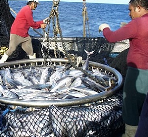 A catch of tuna is hauled in. Photo: Pacific Community (SPC)