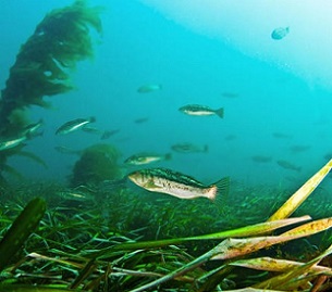 Kelp bass swim through eelgrass habitat in the Pacific Ocean Adam Obaza/NOAA Fisheries West Coast