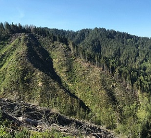 A clear-cut slope in the Elliott State Forest, Oregon.Credit: Matthew Betts
