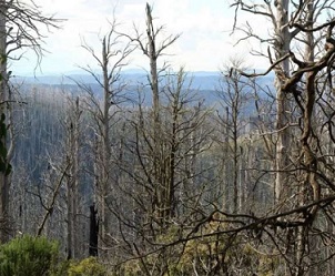 Burned eucalypt forest in Australia. Avoiding overall post-disturbance logging after such major disturbances can help to maintain biodiversity. Credit: Simon Thorn/University of Wuerzburg