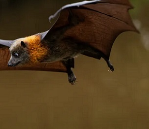 A fruit bat. Credit - Shutterstock