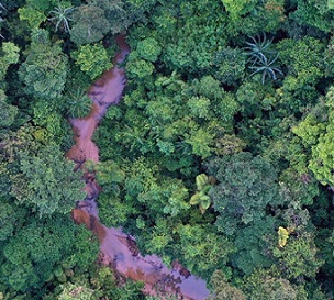 thick rainforest. credit - www.Mongabay.com