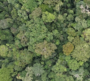 Intact tropical forest in the Congo Basin surrounding a protected area. Credit: Zuzana BuřIvalová