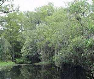 Swamp habitat in Big Cypress State Park in Florida. Credit: John Wiens