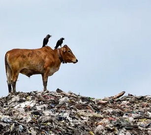 The agreement, to be scrutinised at the Kunming summit, aims to address how to feed the world’s growing population while protecting the environment. Photograph: David Talukdar/REX/Shutterstock