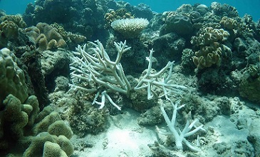 Clear skies, weak tides and above-average ocean temperatures are combining to create stressful conditions for corals along much of the Great Barrier Reef. Photograph: Lyle Vail/Lizard Island Research Station