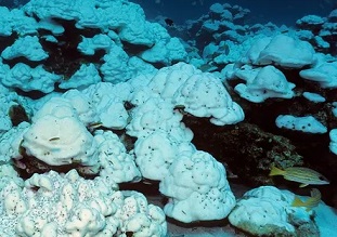 great barrier reef. Photograph: Helmut Corneli/Alamy Stock Photo