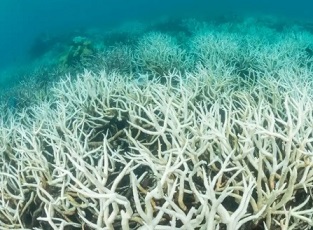 Coral bleaching on the Great Barrier Reef in Australia. Sea temperatures over the reef were the highest on record this February. There are fears the world’s tropical coral reefs may have reached a tipping point of bleaching nearly every year. Photograph: Nature Picture Library/Alamy Stock Photo