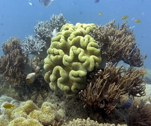 Climate change is driving an uptick in the frequency of "reef disturbances," authors of the report warned. William West/AFP/Getty Images