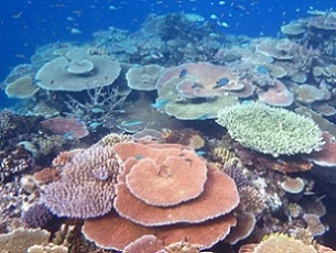 coral reef. Credit - Australian Institute of Marine Science (AIMS)