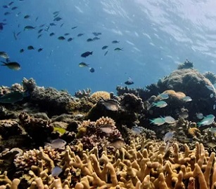 The Great Barrier Reef water quality report card says the health of corals and seagrass meadows in inshore areas has not improved, but water quality is slightly better than previous years. Photograph: Lucas Jackson/Reuters