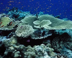 A marine park authority report last year found the outlook for the Great Barrier Reef had deteriorated from poor to very poor and greenhouse gas emissions were the greatest threat to its health. Photograph: VWPics/Universal Images Group via Getty Images
