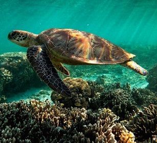 The Great Barrier Reef has held World Heritage status since 1981. Credit - Getty Images