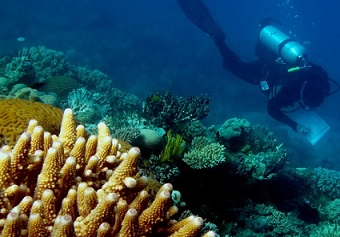 Zoe Richards has seen great changes in the corals off Lizard Island since she started monitoring them in 2011. Photograph: Mike Emslie