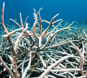 The Great Barrier Reef has suffered five mass bleaching events since 1998 that have undermined its survival. Photograph: Brett Monroe Garner/Getty Images