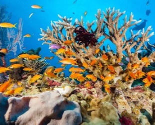 The Australian government will spend $4.7m this year developing technologies that could shade corals and make clouds more reflective. Earlier in 2020 the Great Barrier Reef suffered its third mass coral bleaching event in five years. Photograph: Daniela Dirscherl/Getty Images/WaterFrame RM