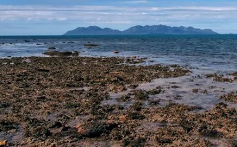 A 2012 photo depicting reef flats around Stone Island. Dr Tara Clark says an IPA film misrepresents her study of coral on the Great Barrier Reef. Photograph: Hannah Markham