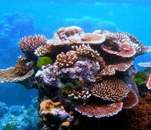 A coral reef. Credit - www.mongabay.com