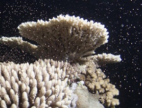coral spawning in the great barrier reef. credit - Xavier Keir Silverswift
