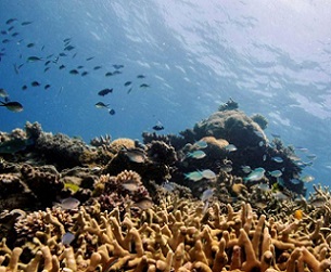 Assorted reef fish swim above a staghorn coral colony as it grows on the Great Barrier Reef off the coast of Cairns, Australia October 25, 2019. Credit - REUTERS/Lucas Jackson