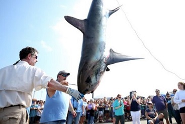 A shark is weighed in New Bedford, Massachusetts, as part of the North Atlantic Monster Shark Tournament. Recreational shark hunting accounts for a growing proportion of shark catches. Credit: Maddie Meyer/Getty