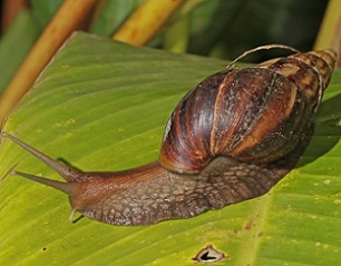 Giant African Snail. Credit - Wikimedia Commons/Charles J Sharp