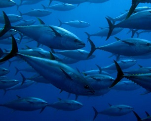 Yellowfin Tuna. Credit - Guido Montaldo, Shutterstock