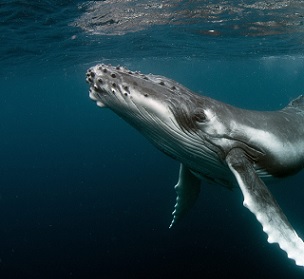 Humbpach whale. Credit - Tomas Kotouc/ Shutterstock.com