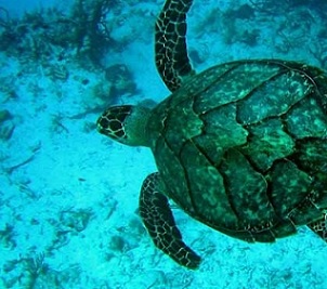 Hawksbill Turtle. Credit - Ecocentric Guy