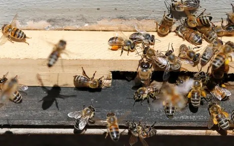The study also indicates that insects, including bees, are vanishing due to damage to nature. Photograph: Rodrigo Garrido/Reuters