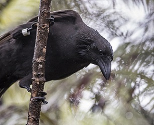 Hawaiian Crow - Alala. Credit - San Diego Zoo Global