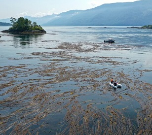 uardians from the Mamalilikulla First Nation conducting a kelp survey. Image by Markus Thompson / Thalassia Environmental.