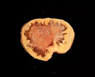 A cross-section of a declining ironwood tree in Guam shows drops of whitish ooze caused by the bacterial wilt pathogen and a ring of dark stained tissue caused by wetwood bacteria.  Photo courtesy of UOG