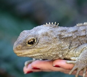 Tuatara survive only on a few offshore islands and in sanctuaries. Credit: Shutterstock/Ken Griffiths