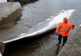 The first fin whale of the 2013 whaling season is brought in to Hvalfjord, Iceland, just outside of Reykjavik. The country's two whaling companies will not hunt this year, and possibly ever again. PHOTOGRAPH BY SIGTRYGGUR JOHANNSSON, REUTERS