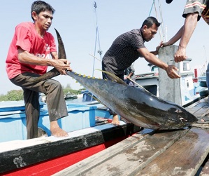 Fishermen unload a tuna from a boat in Bandah Aceh, Aceh. Source - https://www.thejakartapost.com/
