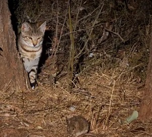 Feral cats were the costliest of the individual species studied but the most damaging class of pest was plants, the study found. Photograph: Minden Pictures/Alamy